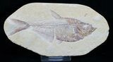 Nice / Inch Diplomystus Fossil Fish #4594-1